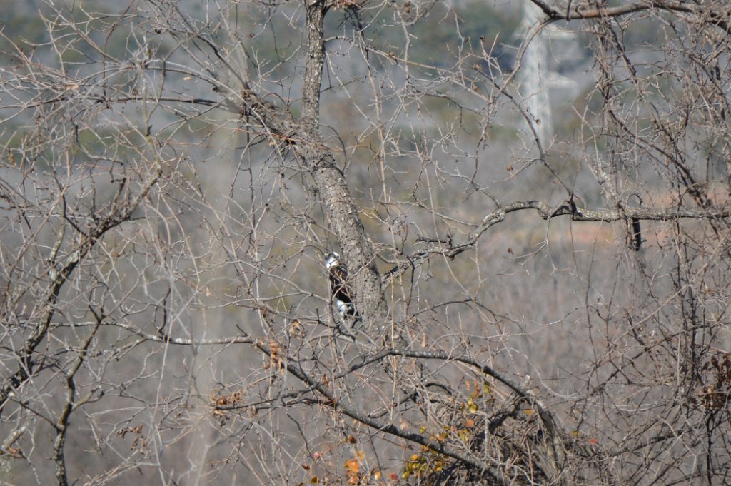 osprey on perch Inks Lake (2).JPG - Osprey. Photo by Tim Farek